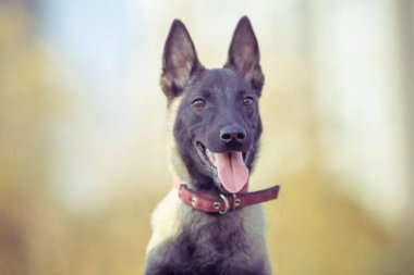 Çim bir parkta oynarken mutlu pet köpekler