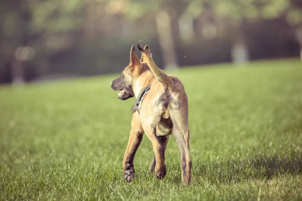 Счастливые домашние собаки играют на Грассе в парке — стоковое фото