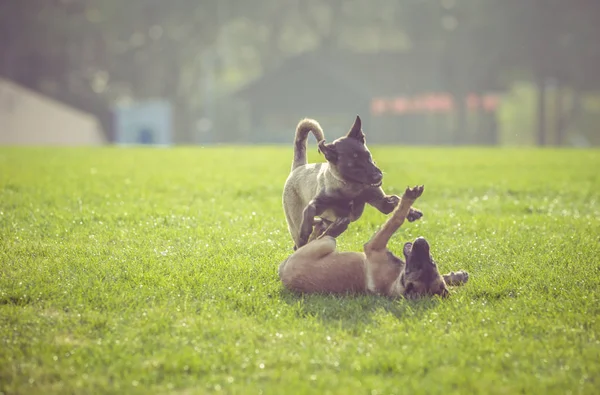Счастливые домашние собаки играют на Грассе в парке — стоковое фото