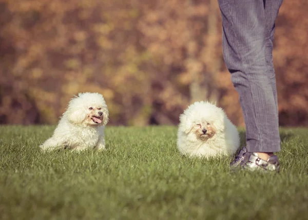Cães de estimação felizes jogando na grama em um parque — Fotografia de Stock
