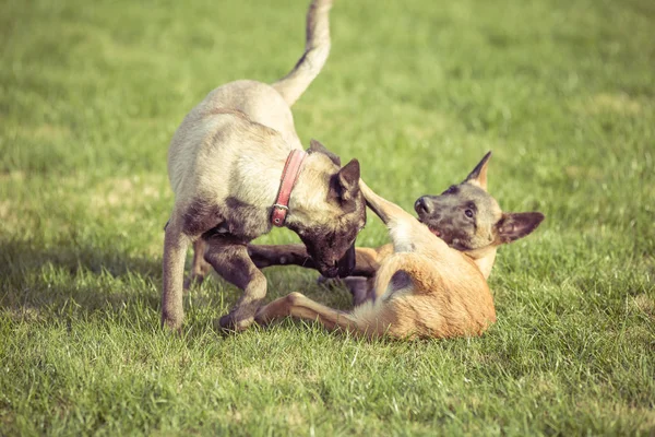 Happy pet dogs playing on Grass in a park — Stock Photo, Image