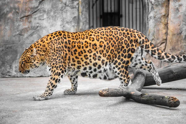 Leopardo no zoológico — Fotografia de Stock