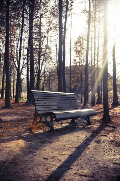 晴れた日に公園のベンチ — ストック写真