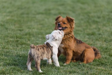Çim bir parkta oynarken mutlu pet köpekler