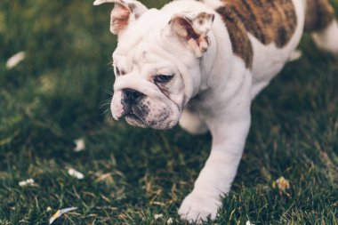 Çim bir parkta oynarken mutlu pet köpekler