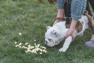 Çim bir parkta oynarken mutlu pet köpekler
