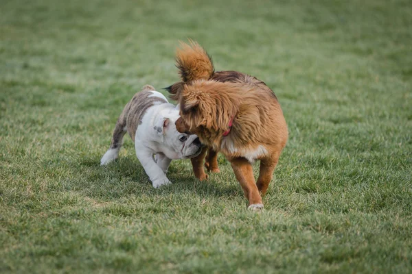 Felices perros de compañía jugando en la hierba en un parque — Foto de Stock