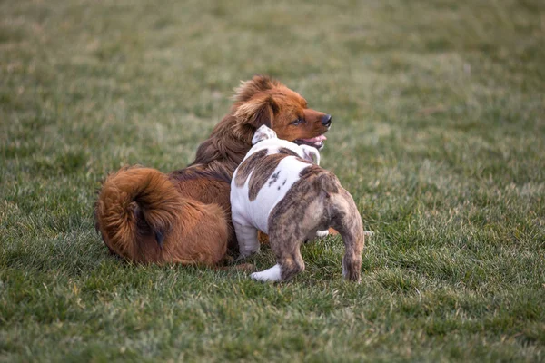 Felices perros de compañía jugando en la hierba en un parque — Foto de Stock