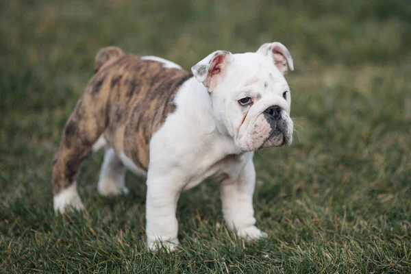 Happy pet dogs playing on Grass in a park — Stock Photo, Image