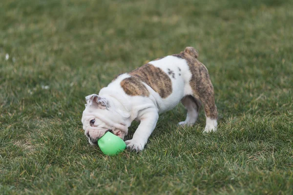 Felices perros de compañía jugando en la hierba en un parque — Foto de Stock