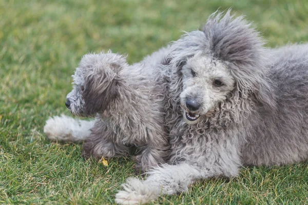Felices perros de compañía jugando en la hierba en un parque — Foto de Stock