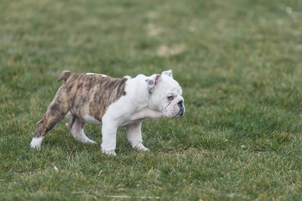 Felices perros de compañía jugando en la hierba en un parque — Foto de Stock