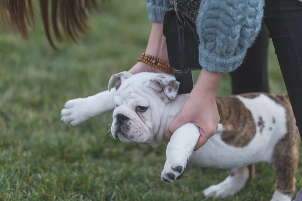 Cães de estimação felizes jogando na grama em um parque — Fotografia de Stock