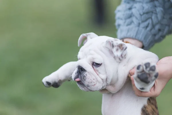 Cães de estimação felizes jogando na grama em um parque — Fotografia de Stock