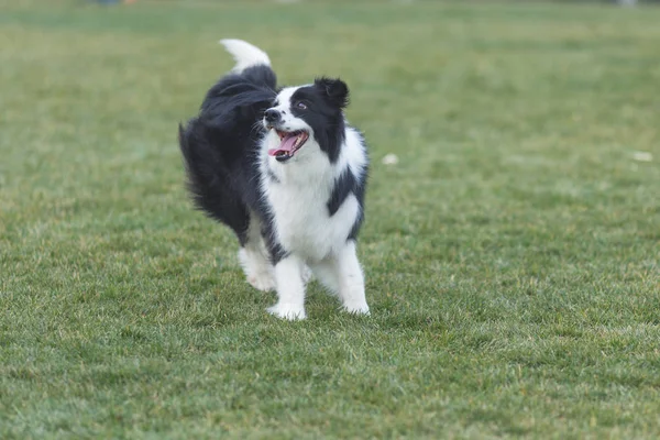 Felices perros de compañía jugando en la hierba en un parque — Foto de Stock