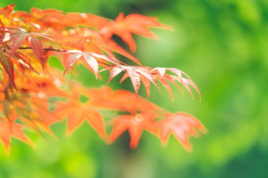 Akça ağaç parkta Close-Up