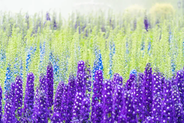 Lavender field in bloom,view of formal garden — Stock Photo, Image