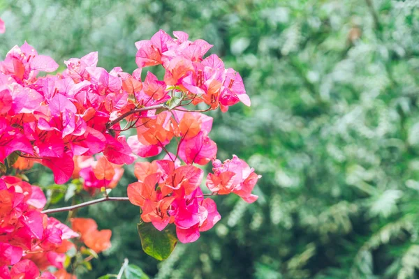 Close-up de flor rosa florescendo ao ar livre — Fotografia de Stock
