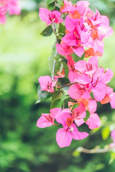 Primer plano de flor rosa floreciendo al aire libre — Foto de Stock