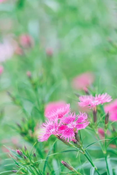 Primer plano de flor rosa floreciendo al aire libre — Foto de Stock