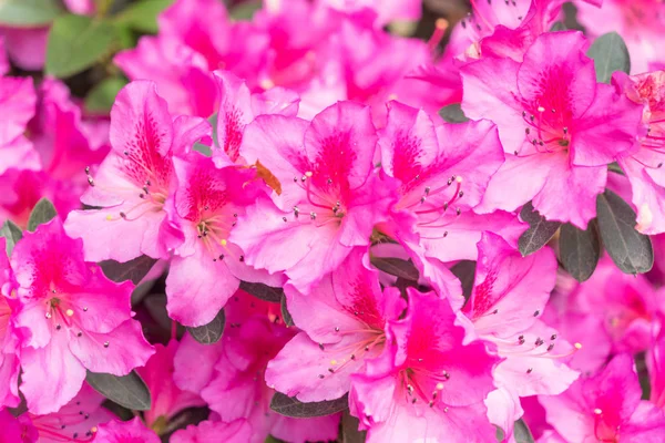 Close-up de flor rosa florescendo ao ar livre — Fotografia de Stock