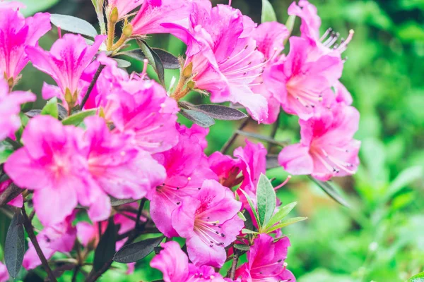 Primer plano de flor rosa floreciendo al aire libre — Foto de Stock