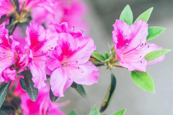 Close-up de flor roxa florescendo ao ar livre — Fotografia de Stock
