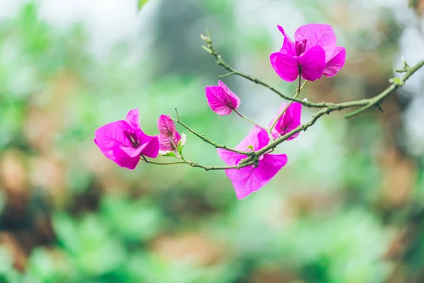 Primer plano de flor púrpura floreciendo al aire libre — Foto de Stock