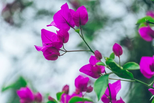 Primer plano de flor púrpura floreciendo al aire libre — Foto de Stock