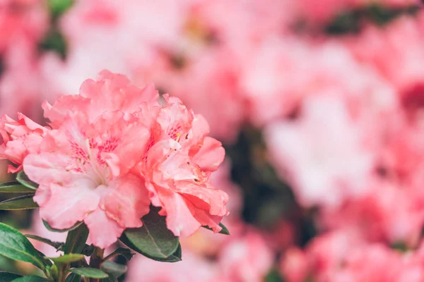 Close-up de flor rosa florescendo ao ar livre — Fotografia de Stock