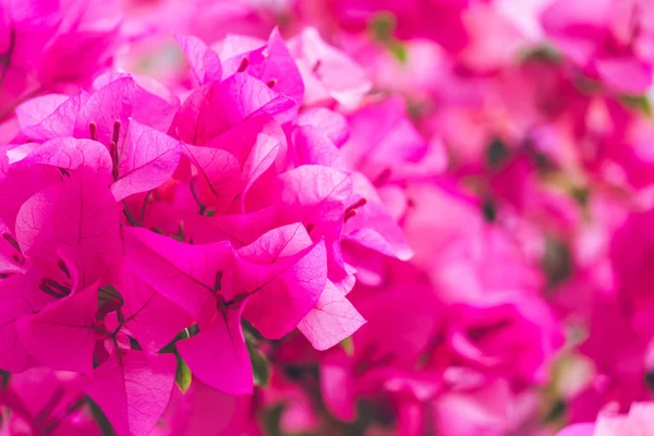 Gros plan de fleurs roses fleurissant à l'extérieur — Photo