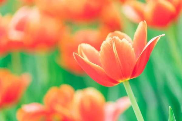 Colorful Tulips flowers in garden — Stock Photo, Image