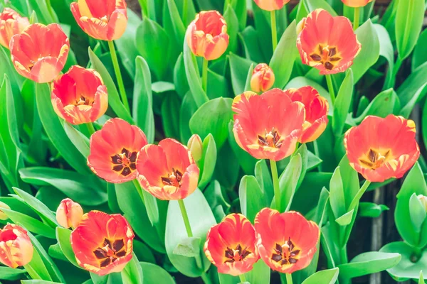 Colorful Tulips flowers in garden — Stock Photo, Image