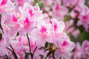 Pembe çiçek çiçek açan açık havada close-Up