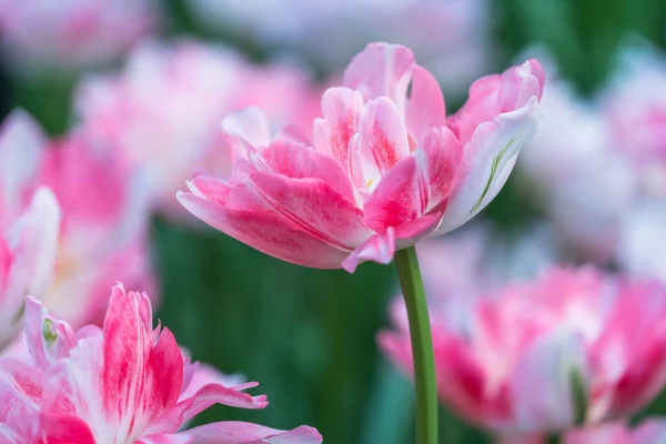 Close-Up Of Pink Flower Blooming Outdoors — Stock Photo, Image