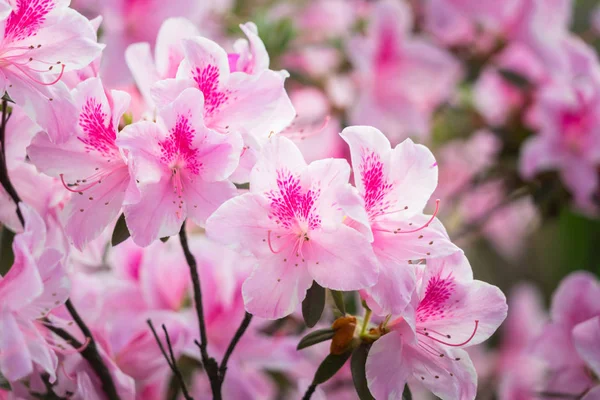 Close-Up Of Pink Flower Blooming Outdoors — Stock Photo, Image