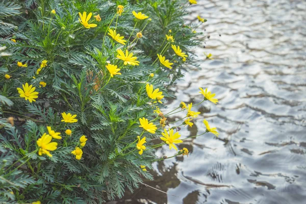 Malé žluté divoké květiny kvetoucí nábřeží — Stock fotografie