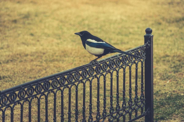 Detalle disparo de un pájaro negro de pie sobre una valla de metal — Foto de Stock