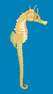 Mavi arka planda zarif bir deniz atı.