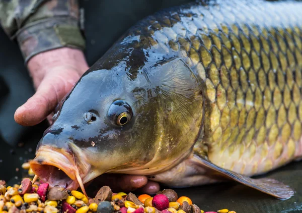 Fånga karp på betet — Stockfoto