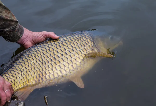 Släppa en spegel karp — Stockfoto