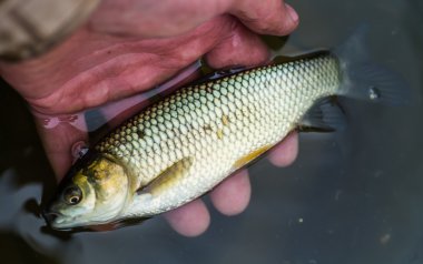 Küçük sazan fisher avucunda yalan.