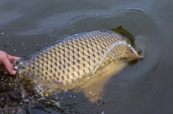 Bir ayna sazan serbest