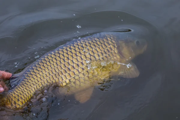 Bir ayna sazan serbest