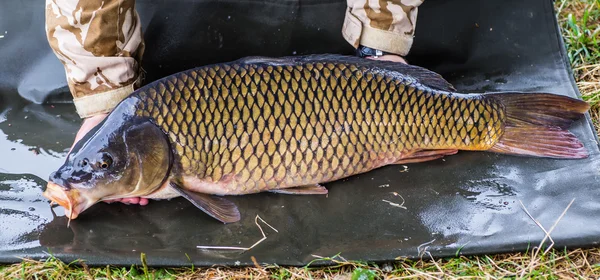 Pescador feliz con trofeo de pesca de la carpa — Foto de Stock