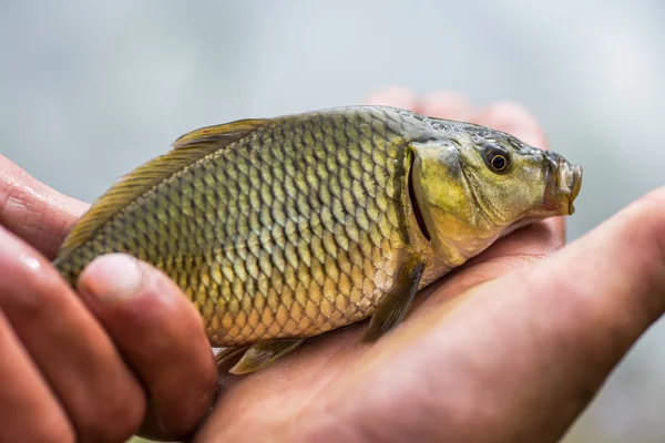 Carpa pequeña que yace en la palma del pescador . —  Fotos de Stock