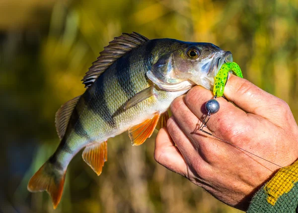 Nagy sügér hal a kezében a háttérben a tó horgász — Stock Fotó
