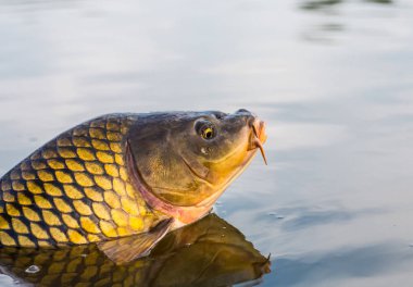 Bir ayna sazan serbest