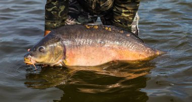 Bir ayna sazan serbest