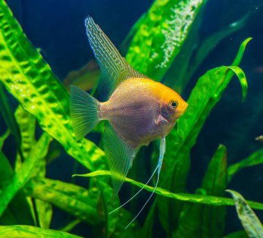 güzel bir yeşil tropikal tatlı su akvaryum balık ile ekili